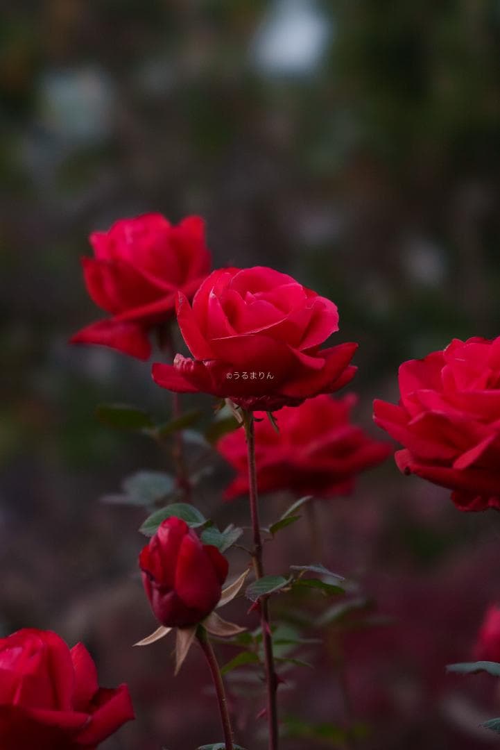 taishi様魔法のボケレンズ！SONY FE100mm F2.8 STF GM