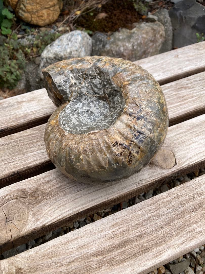 2kg まん丸なユーパキディスカスハラダイ　化石　アンモナイト　羽幌