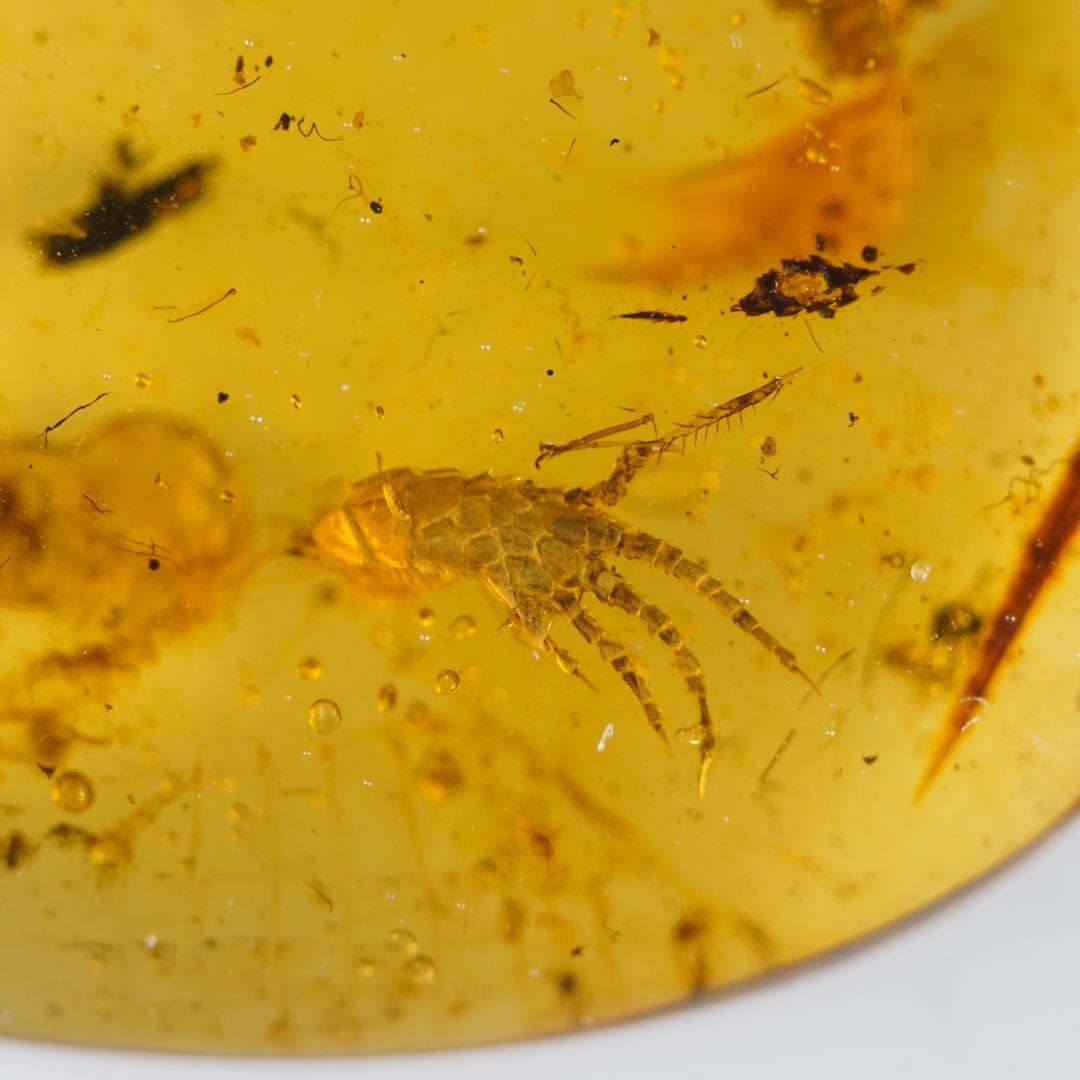 レア極上品 手TT0064虫入り琥珀化石ミャンマーカムティかタナイ9900万年前