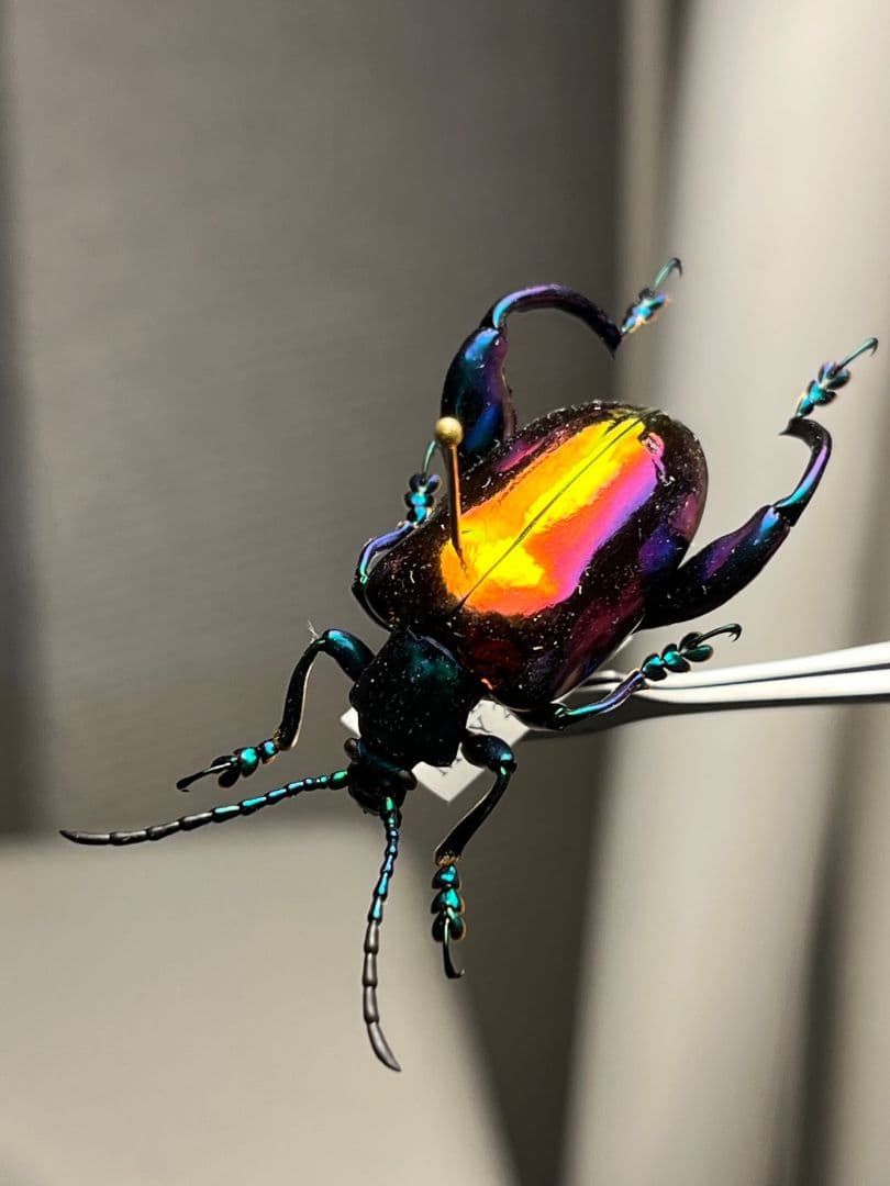 【腿太葉虫最大種】モモブトハムシ 標本　プラチナコガネ タマムシ