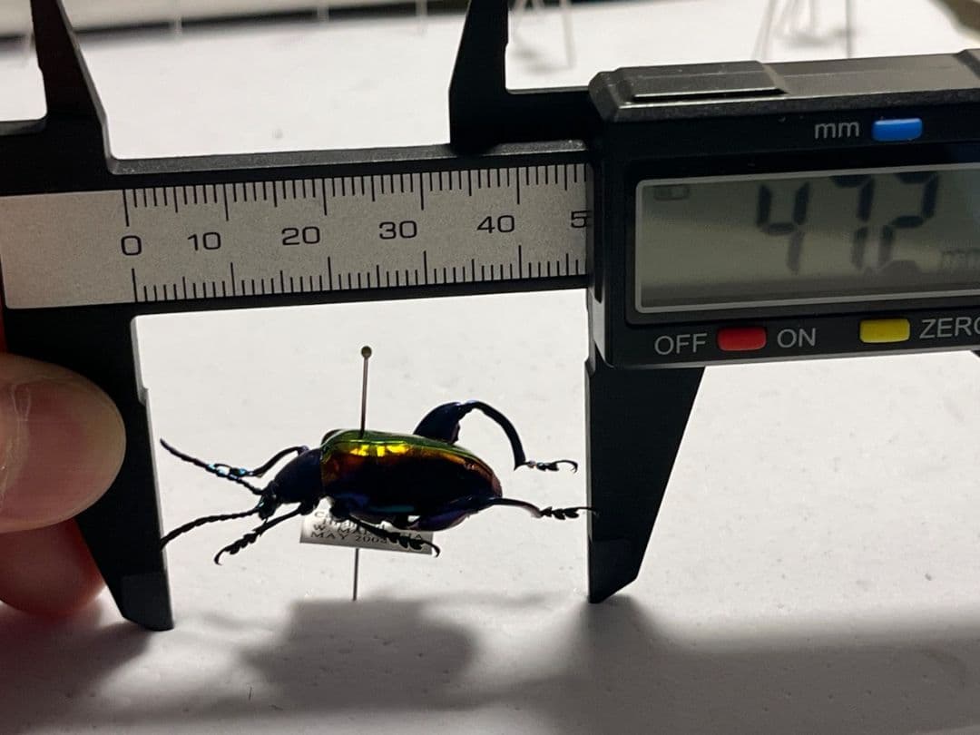 【腿太葉虫最大種】モモブトハムシ 標本　プラチナコガネ タマムシ