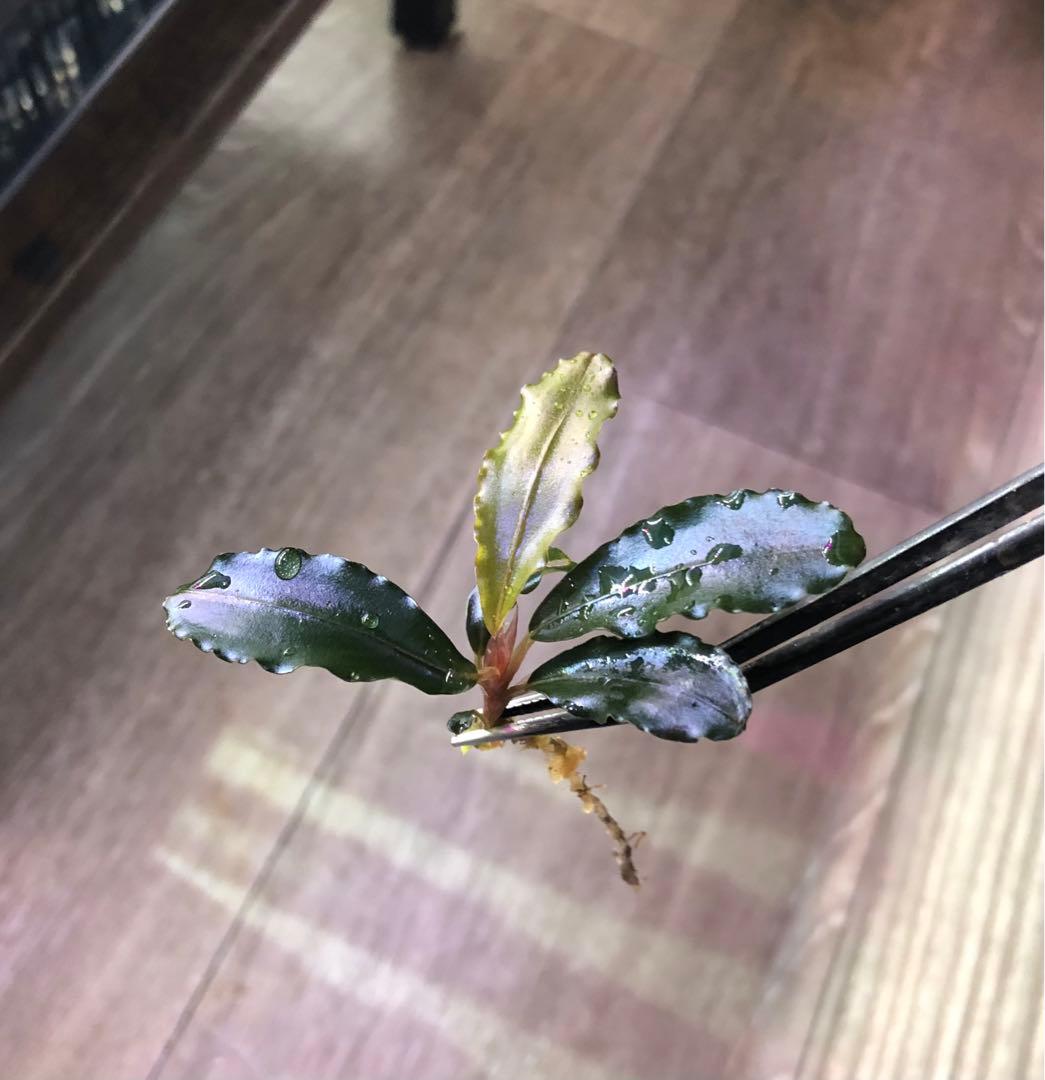 陰性水草の王様的存在 ブセファランドラMurung raya LA0515-04