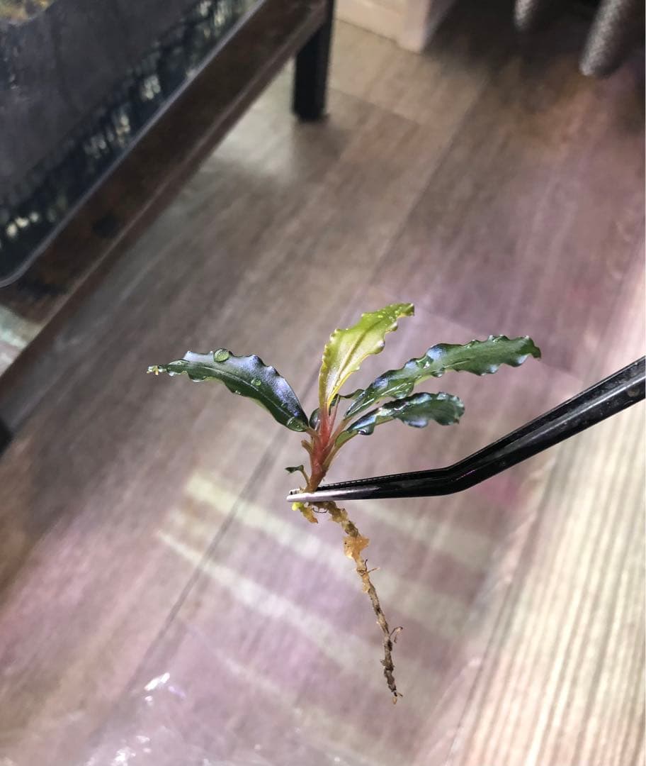 陰性水草の王様的存在 ブセファランドラMurung raya LA0515-04