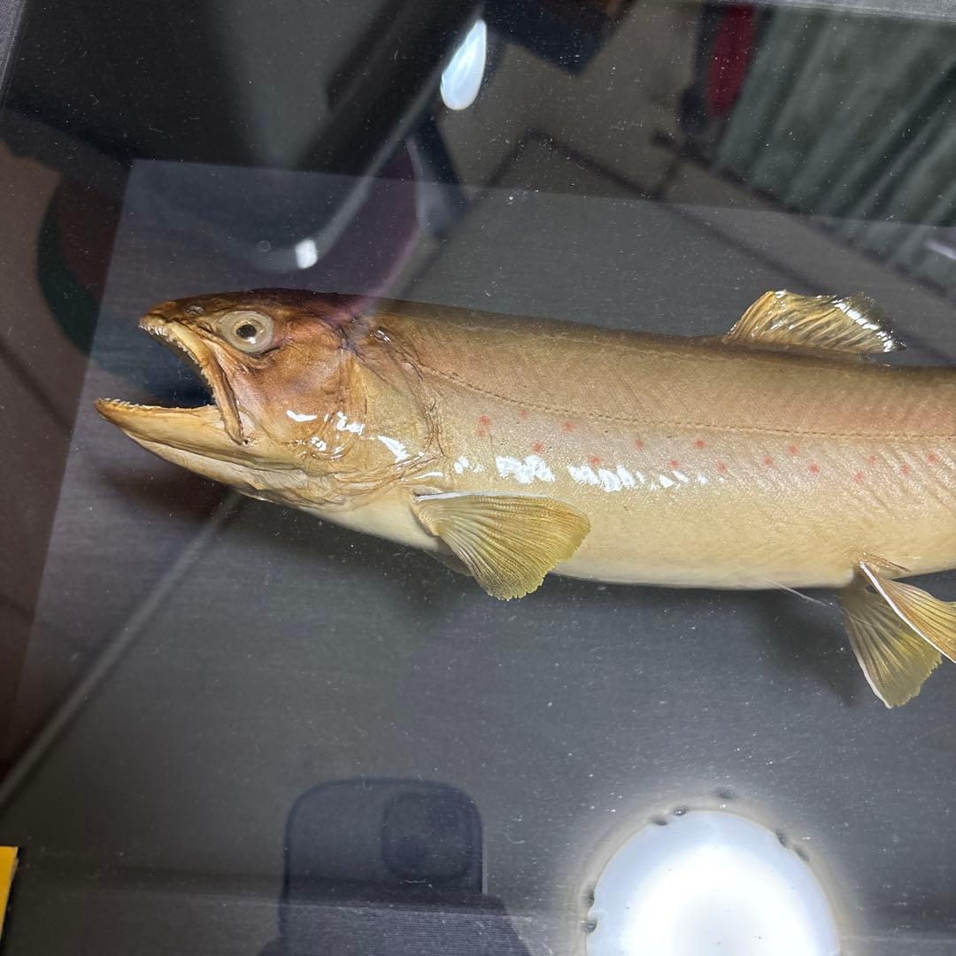 岩魚標本 イワナ　剥製　川魚　清流魚