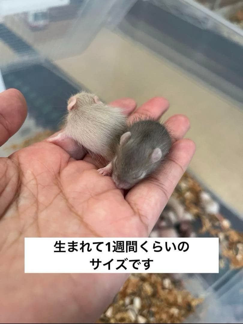 ヤワゲネズミ　プチラット　120匹　送料込み