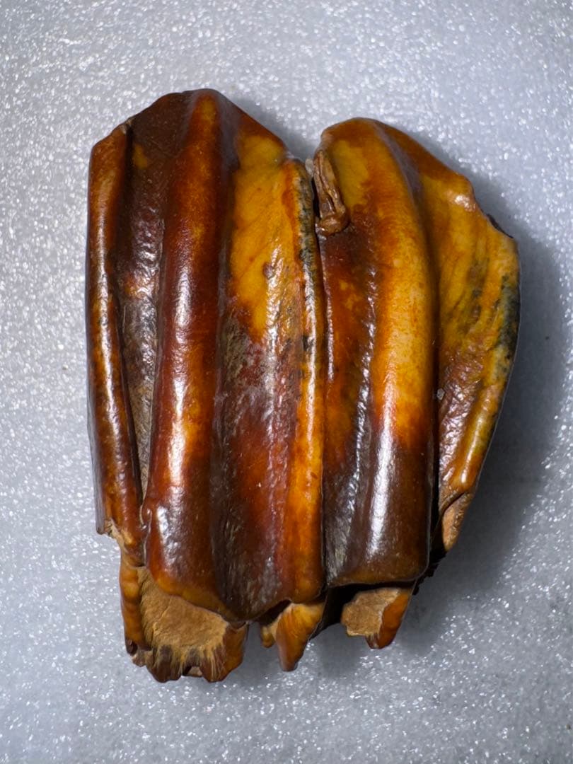 沖縄産、牛の歯化石