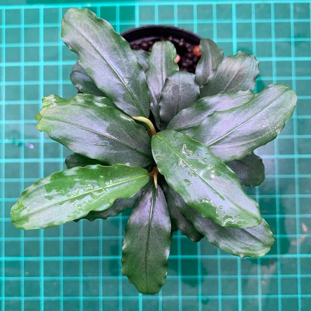 Bucephalandra sp. Aurora KN便