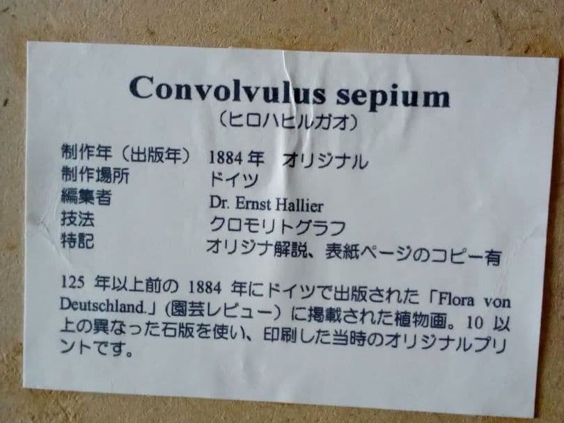 ドイツ ボタニカル画 石版画 (クロモリトグラフ) の額装品