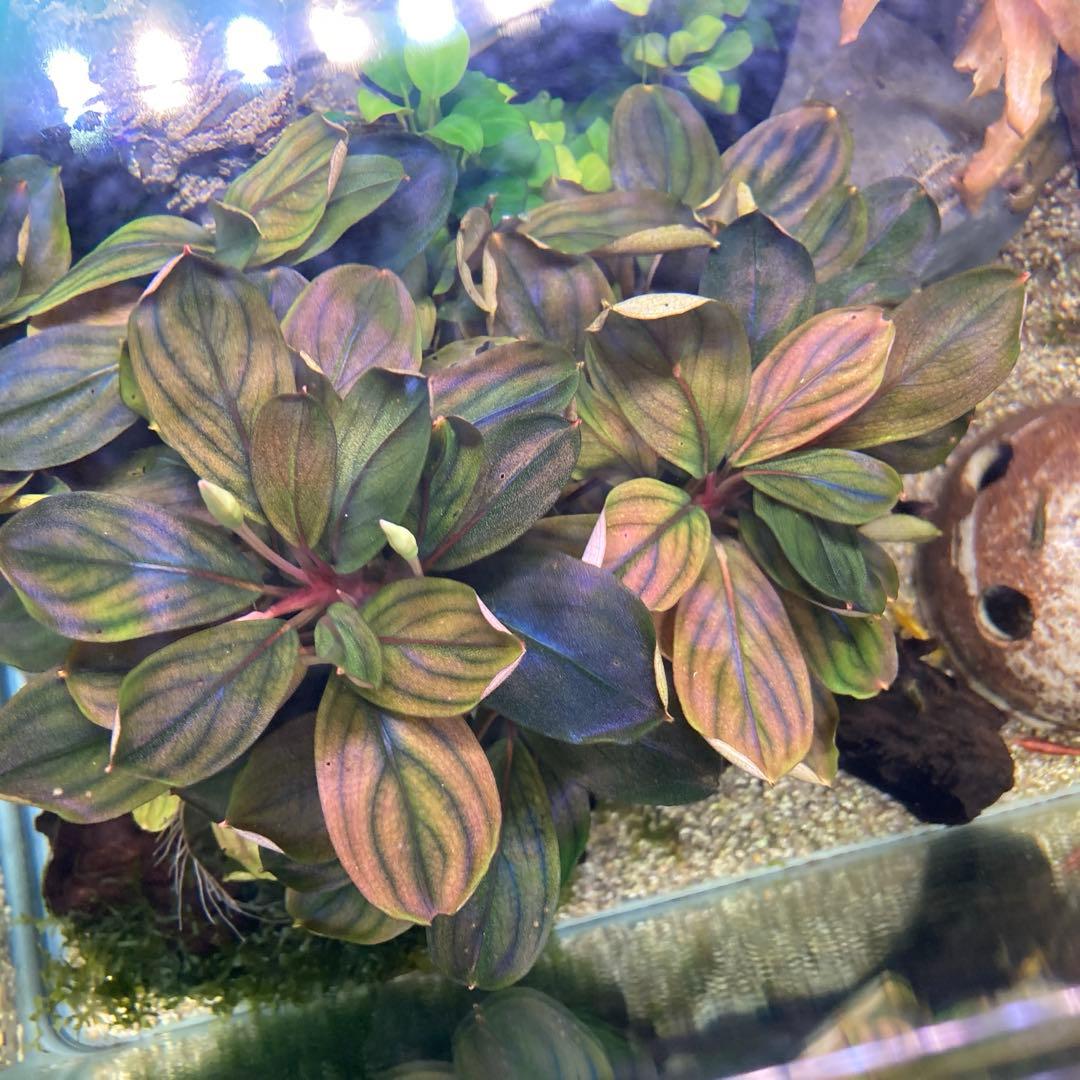 Bucephalandra ブセファランドラ　群生株　水中葉