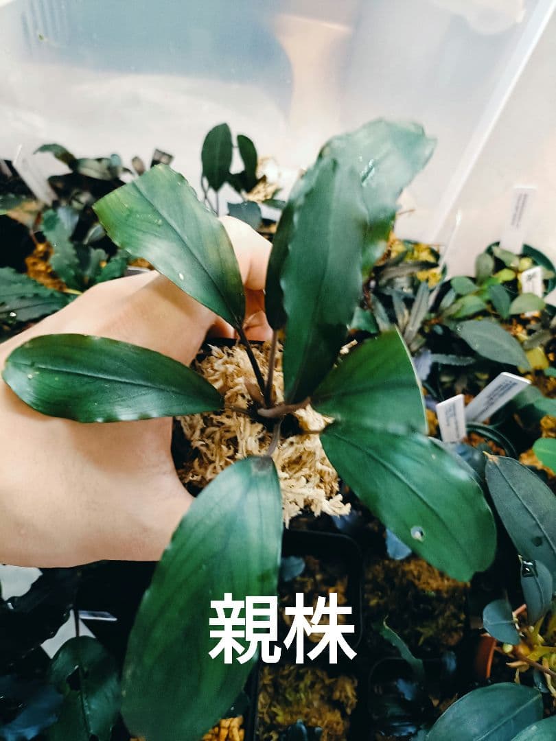 や*代様 ブセファランドラ cf. モトレイアーナ セリアン(チャーム)