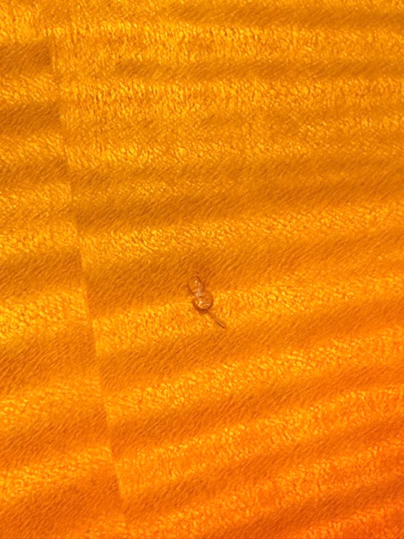 edwards E-LP 2000年代初期シリアル無しモデル　国産レスポール