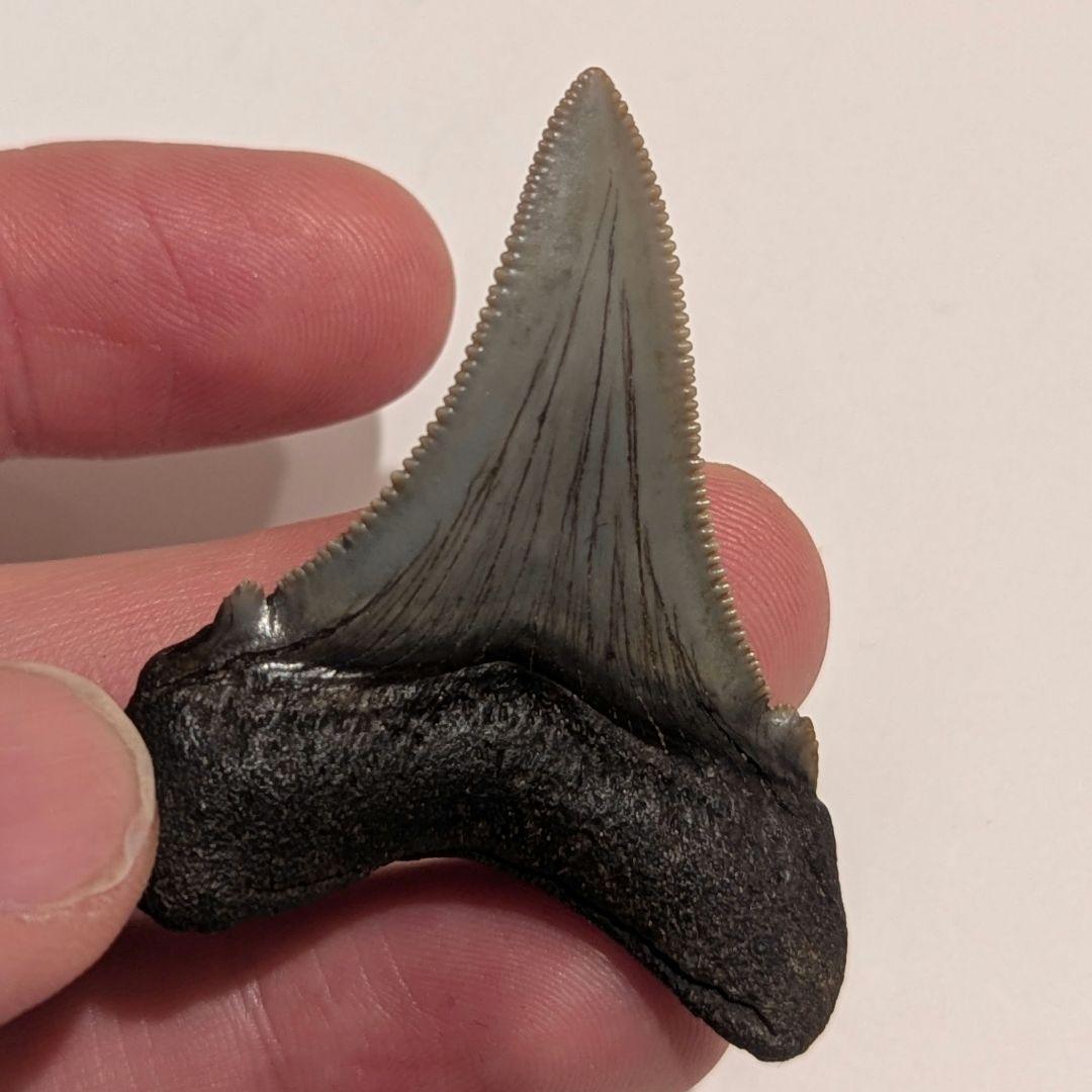 とても美しいなオトドゥス アングスティデンスの歯の化石 OT1201