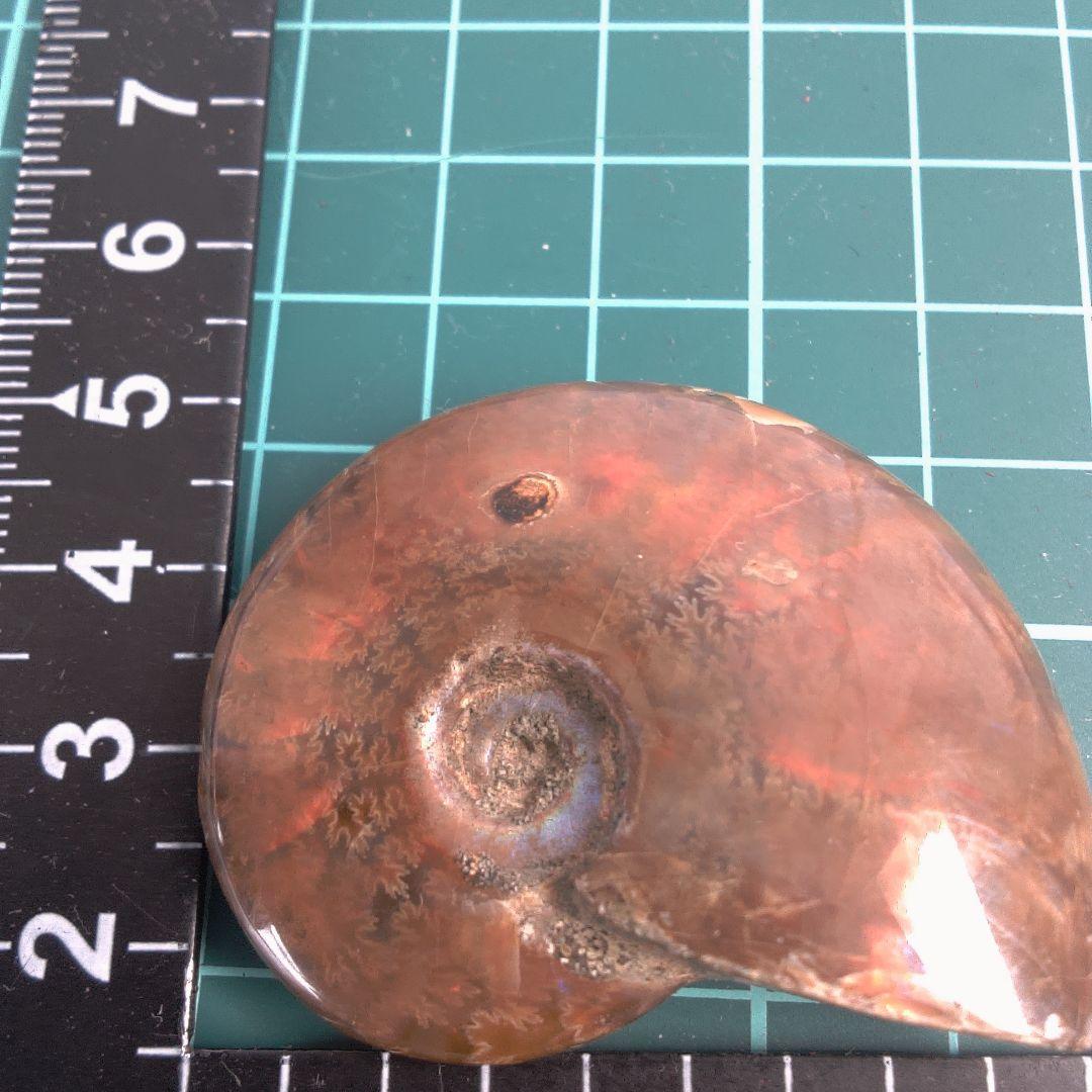 小物１ アンモナイト化石