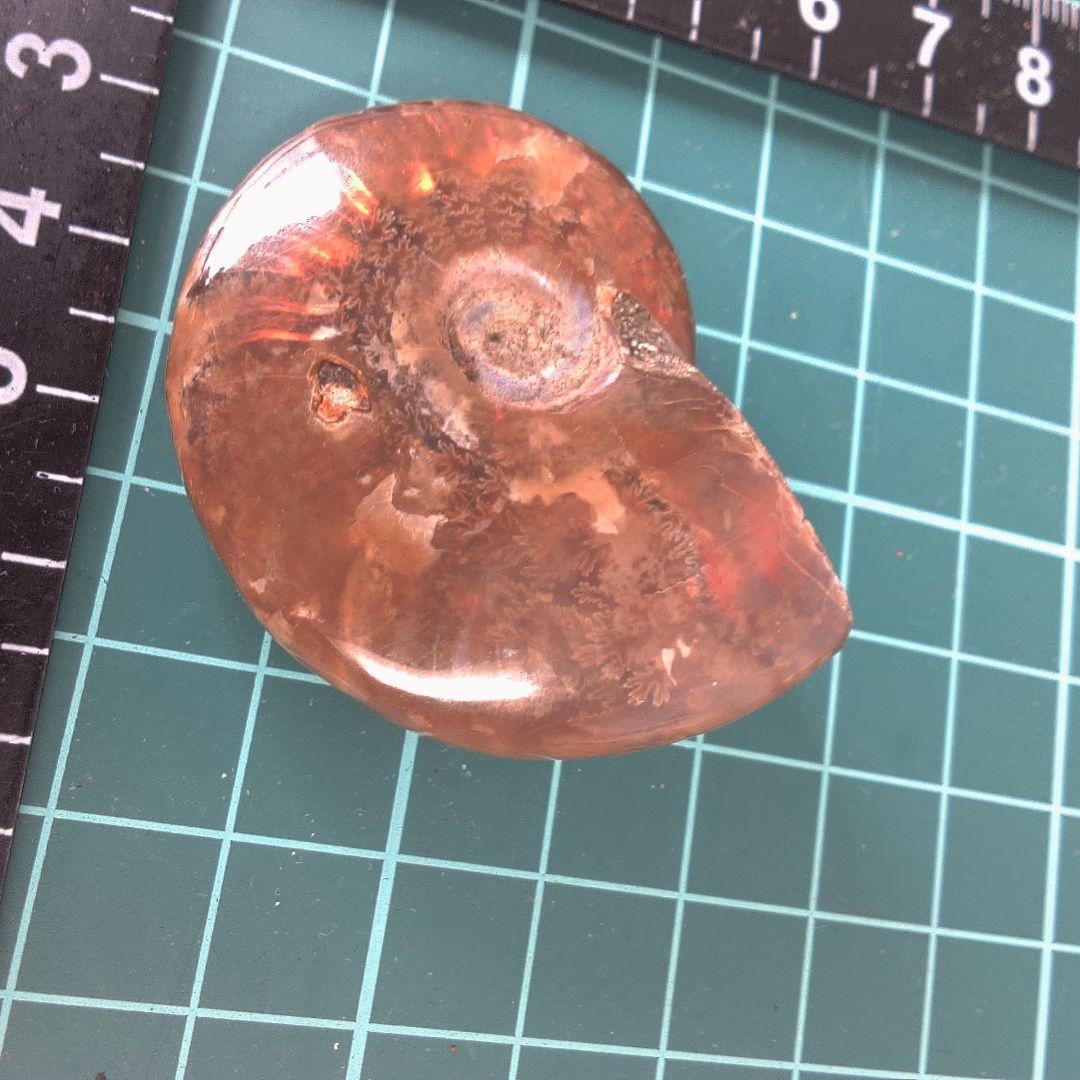 小物１ アンモナイト化石