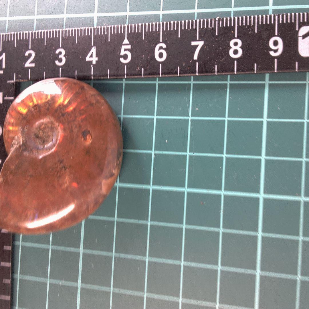 小物１ アンモナイト化石