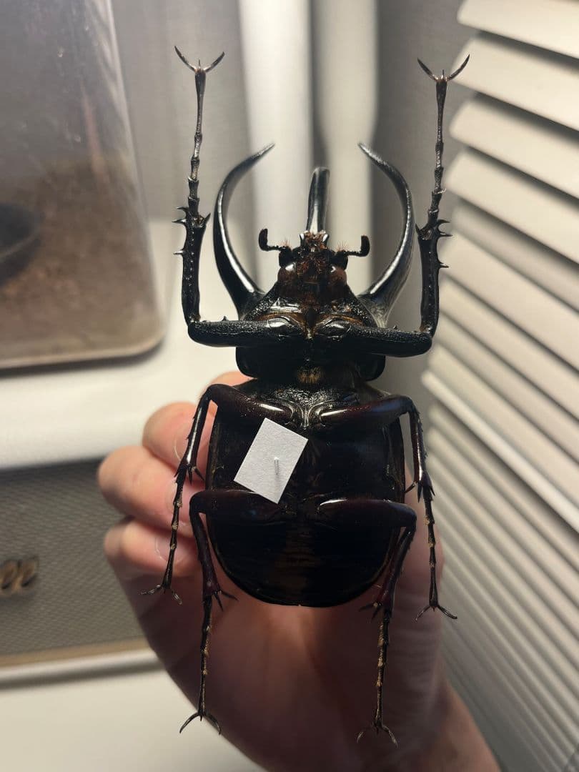 【111mm】コーカサスオオカブト Chalcosoma　カブトムシ標本