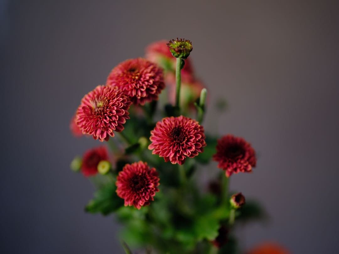 中一光学 Mitakon SPEEDMASTER 80mm F1.6 GFX用