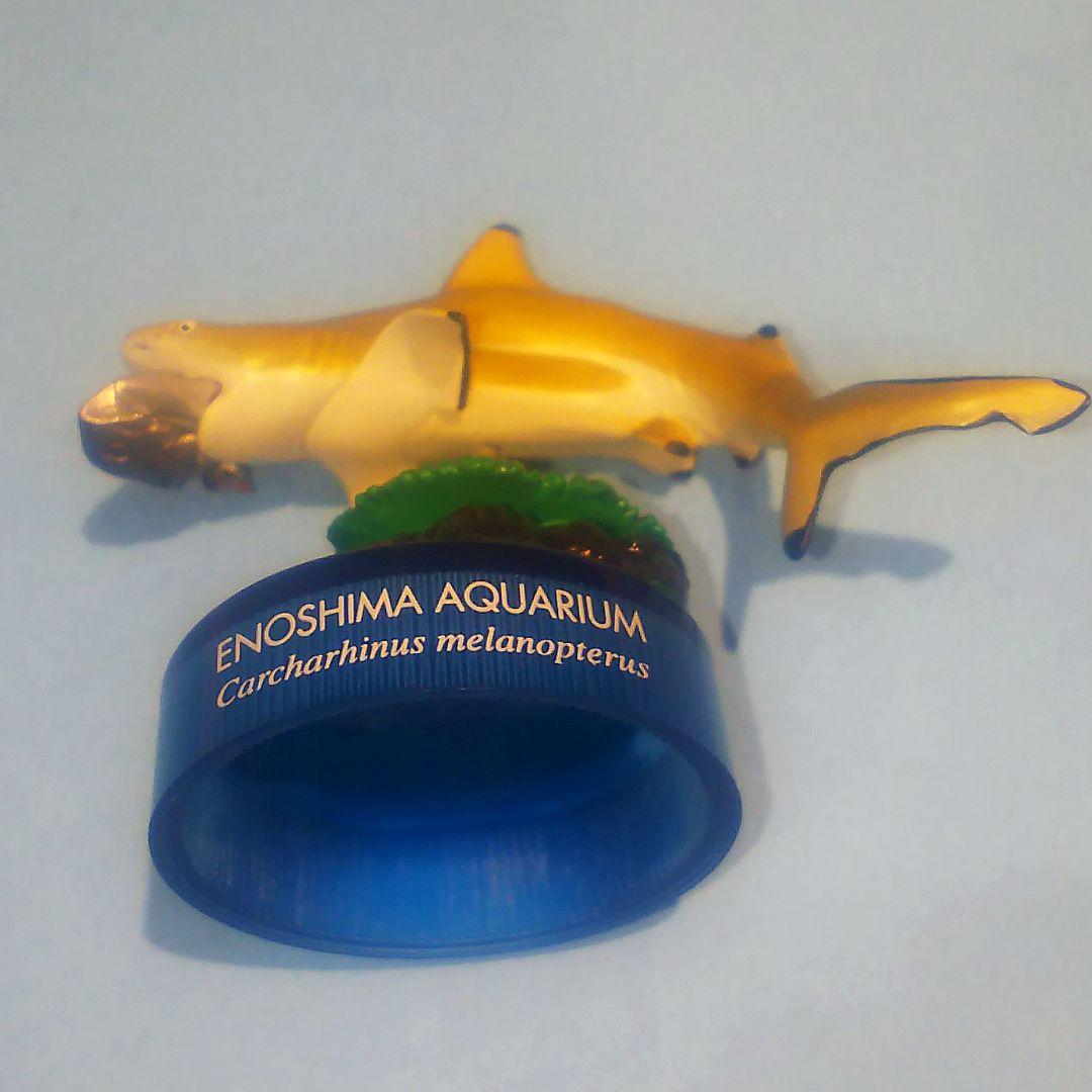 ツマグロ 新江ノ島水族館への誘い