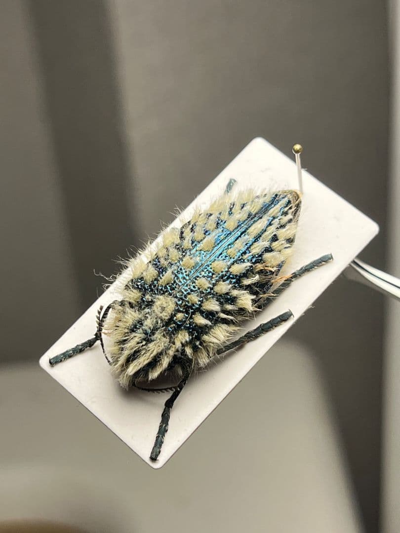 【剛毛】ムラサキケブカフトタマムシ スハンダエ プラチナコガネ コブハムシ