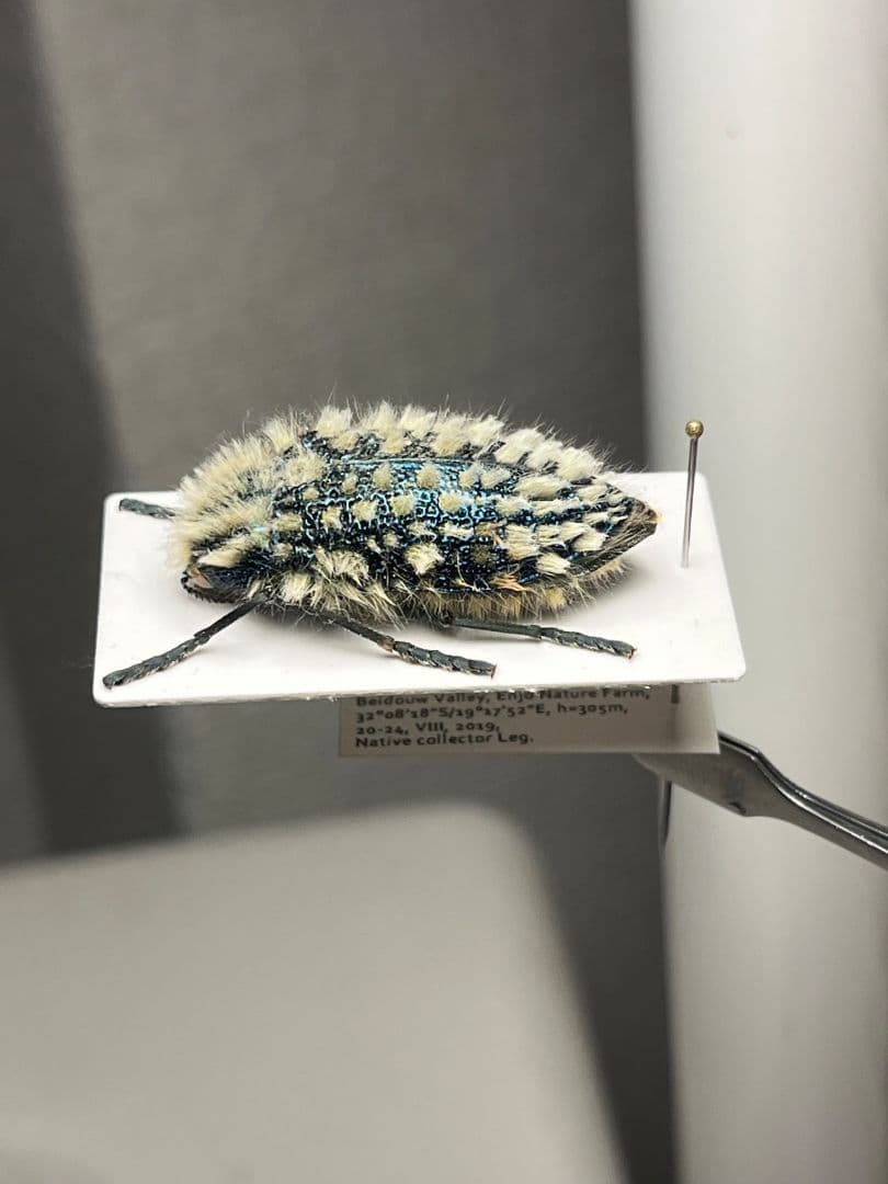 【剛毛】ムラサキケブカフトタマムシ スハンダエ プラチナコガネ コブハムシ