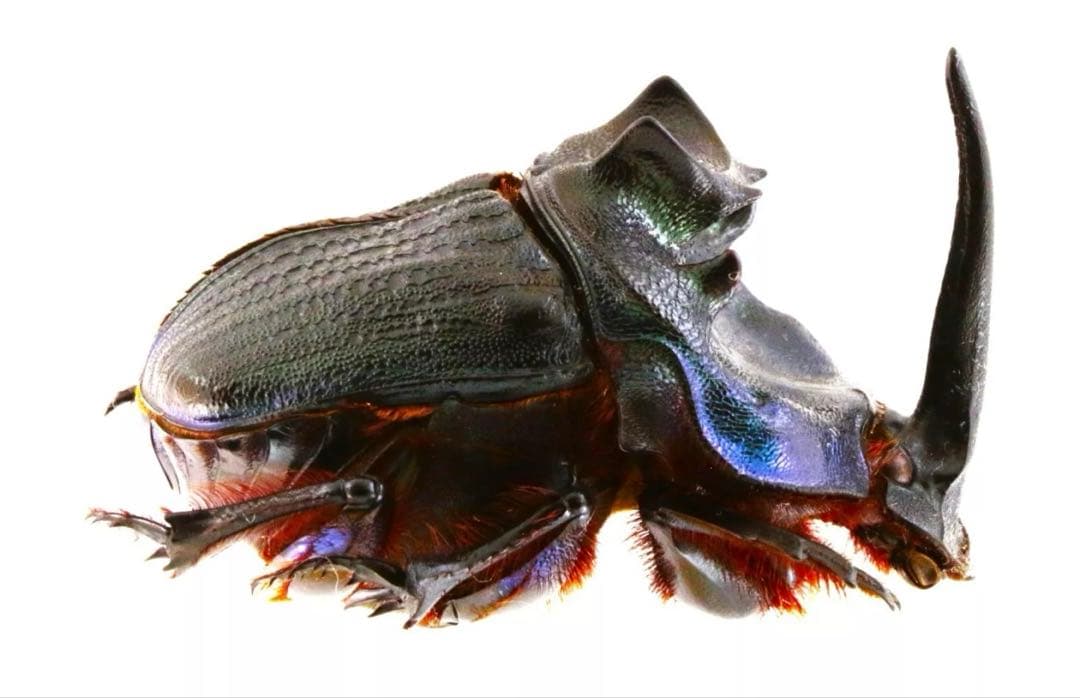 ランキフェルオオニジダイコクコガネ　大型ペア　標本