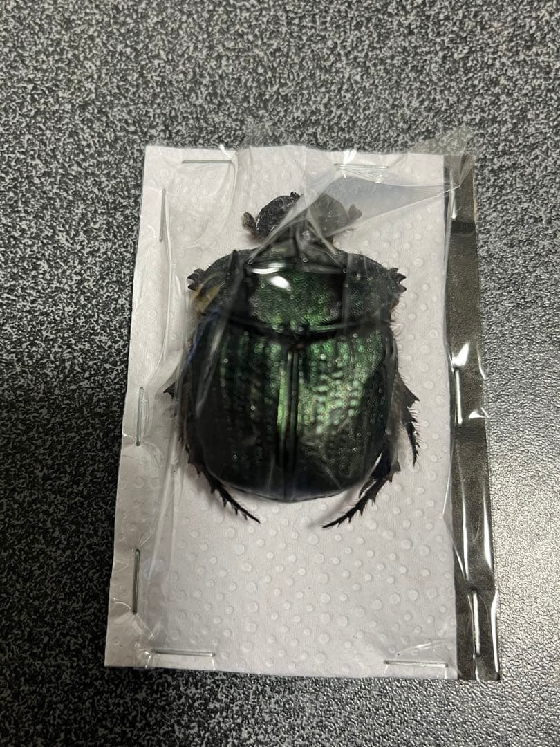 ランキフェルオオニジダイコクコガネ　大型ペア　標本