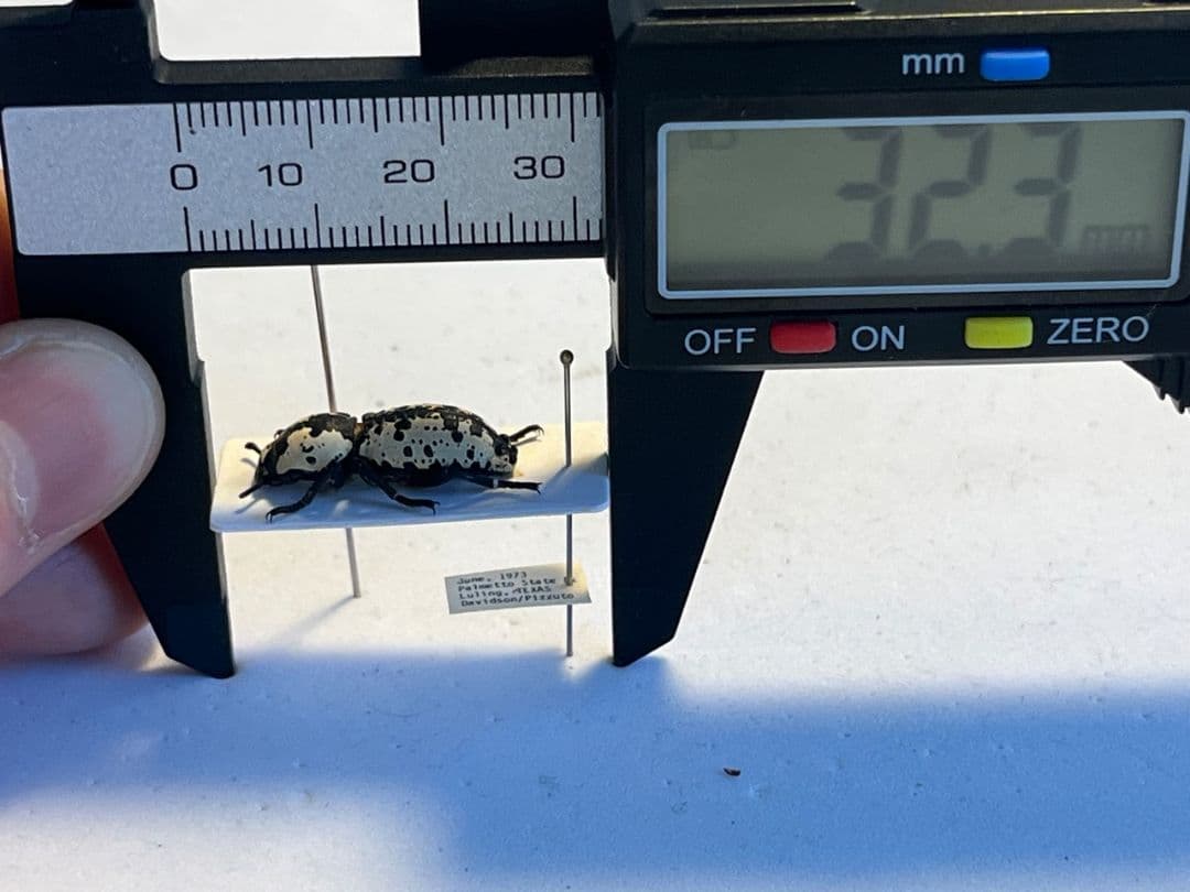 【21mm】シロマダラコブゴミムシダマシ 昆虫標本 Zopherus ゾウムシ