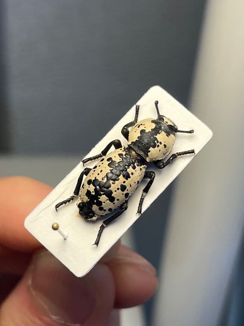 【21mm】シロマダラコブゴミムシダマシ 昆虫標本 Zopherus ゾウムシ