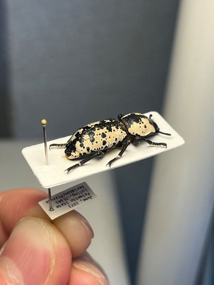 【21mm】シロマダラコブゴミムシダマシ 昆虫標本 Zopherus ゾウムシ