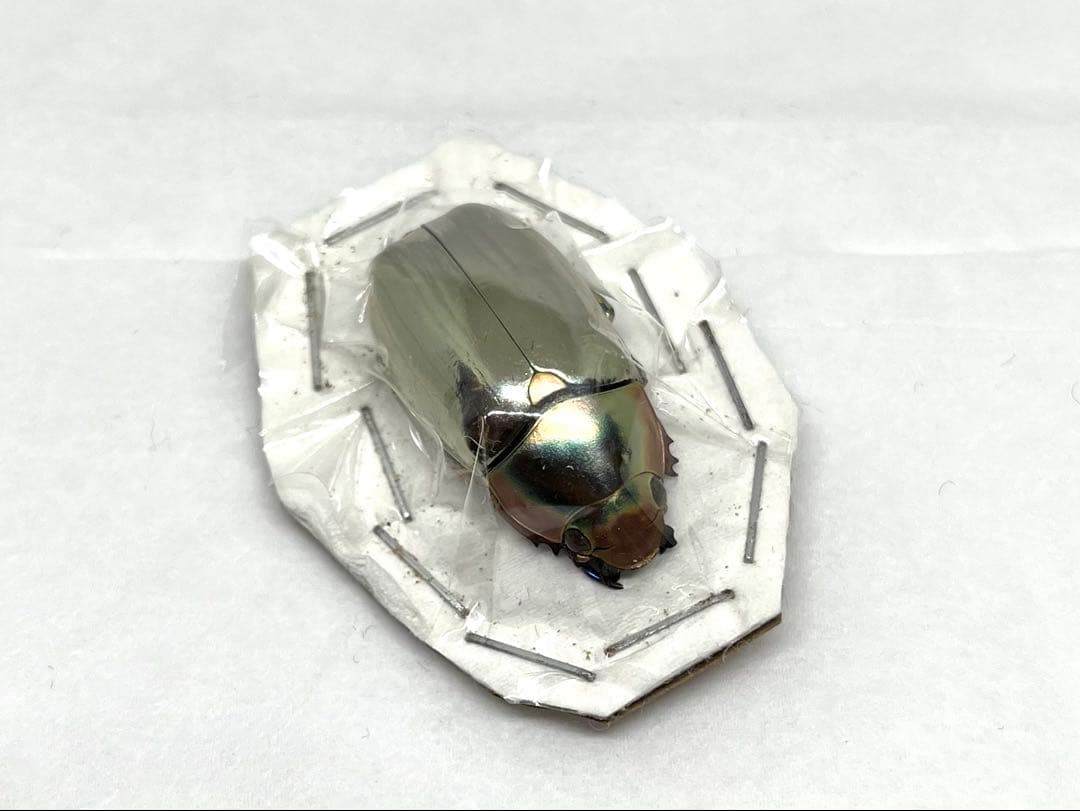 Chrysina chrysargyrea 標本 クリサルギレアプラチナコガネ