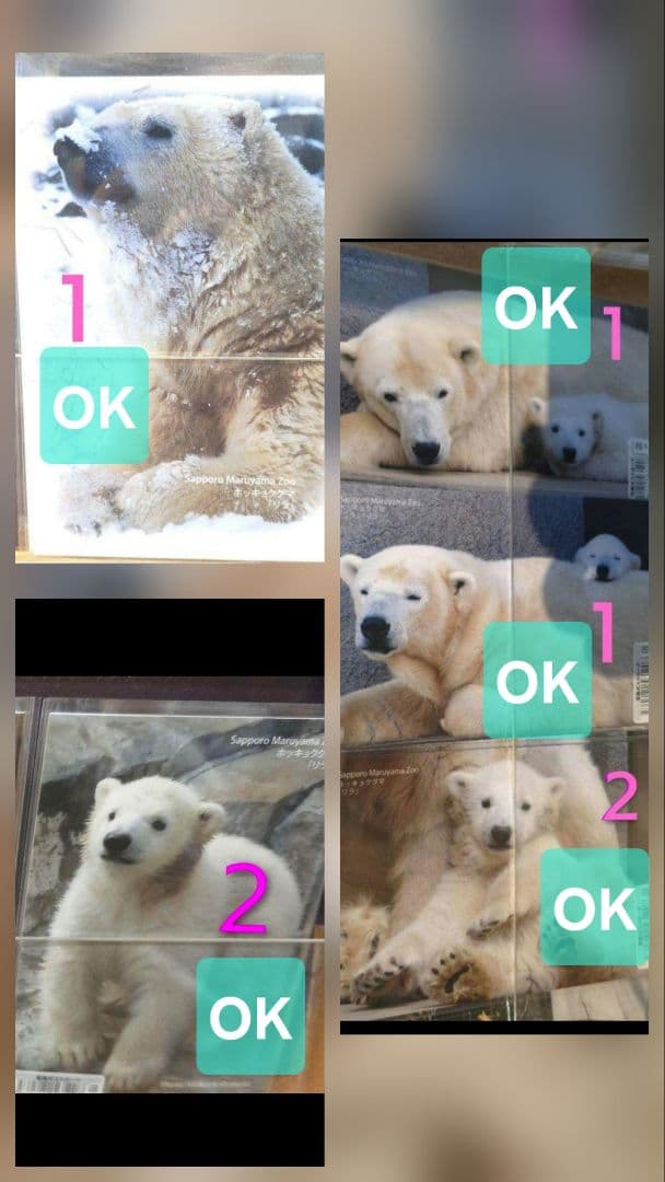 しろくまっこ ①