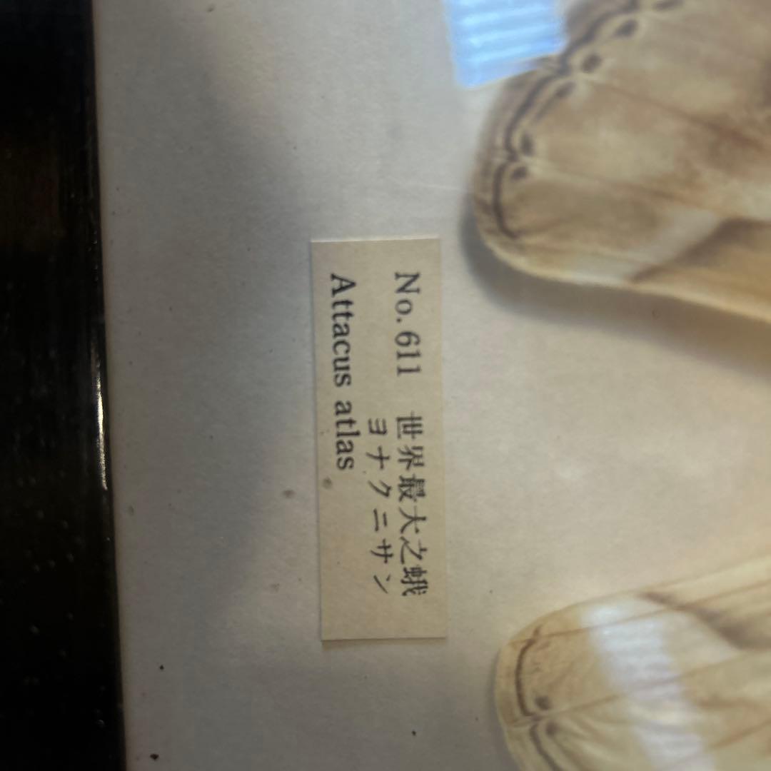 世界最大の蝶 標本 ヨナグニサン Attacus atlas 交渉可能