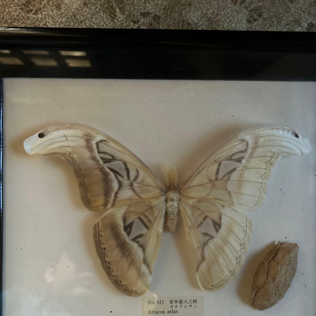世界最大の蝶 標本 ヨナグニサン Attacus atlas 交渉可能
