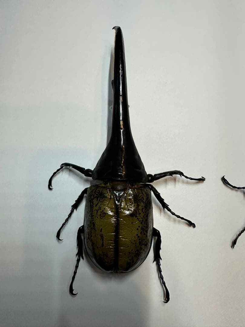 大型　ヘラクレスオオカブト　標本用　乾燥済み　自由研究