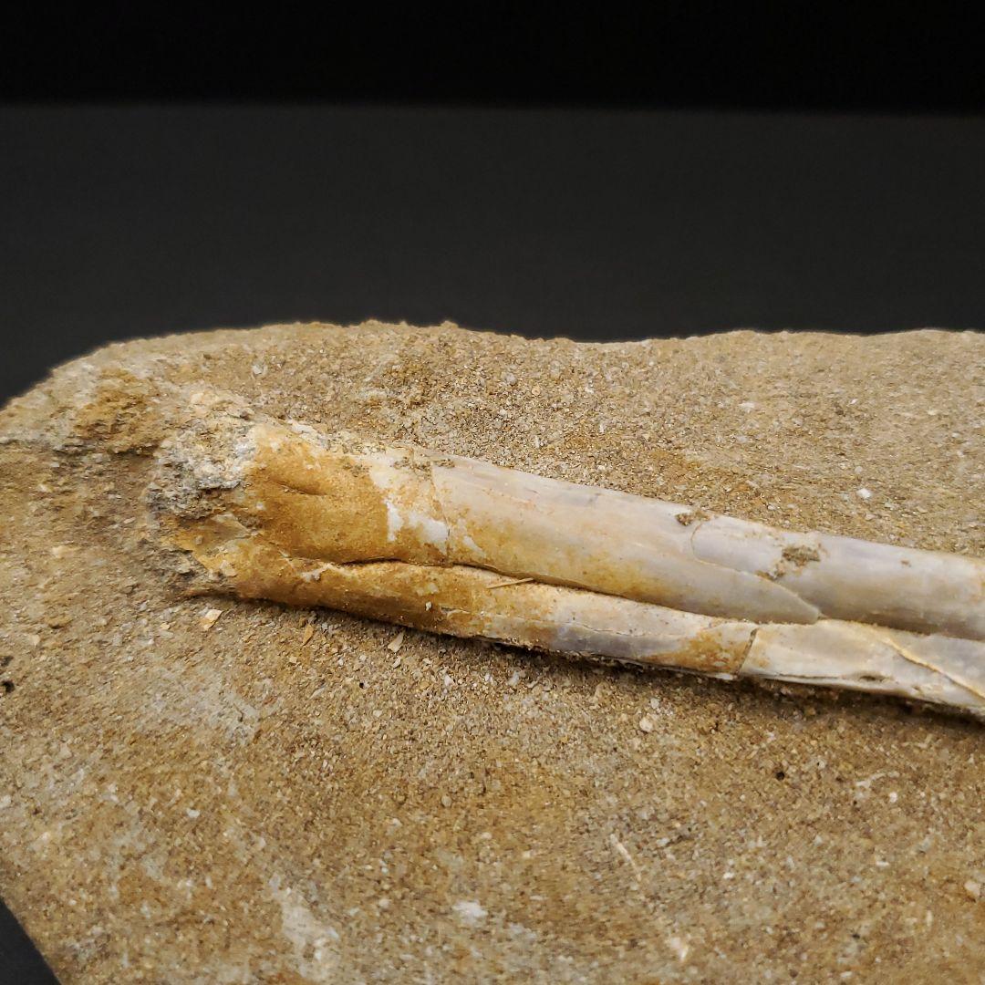 希少 アルシオーネ 骨 化石 本物 モロッコ産 170.29mm yk8