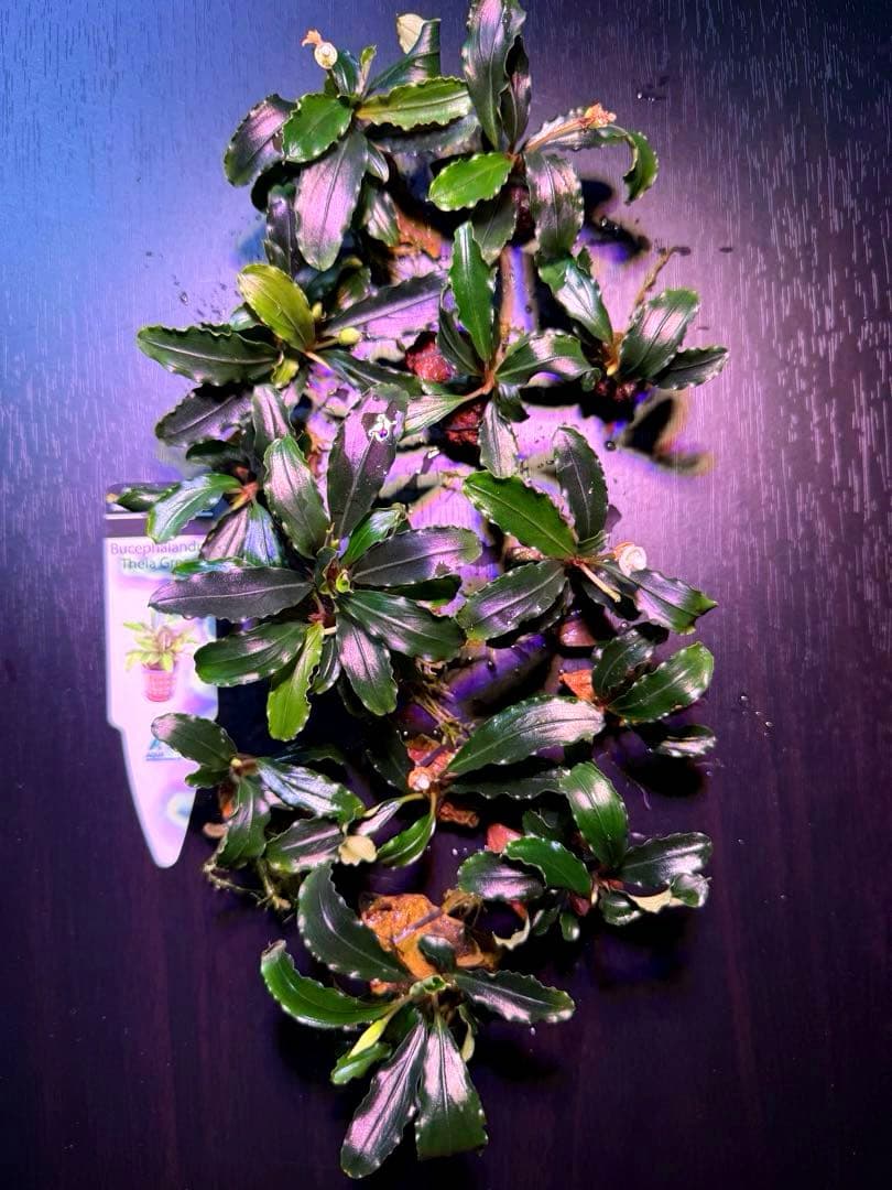 ※専用セット　ブセファランドラ【ティアグリーン】