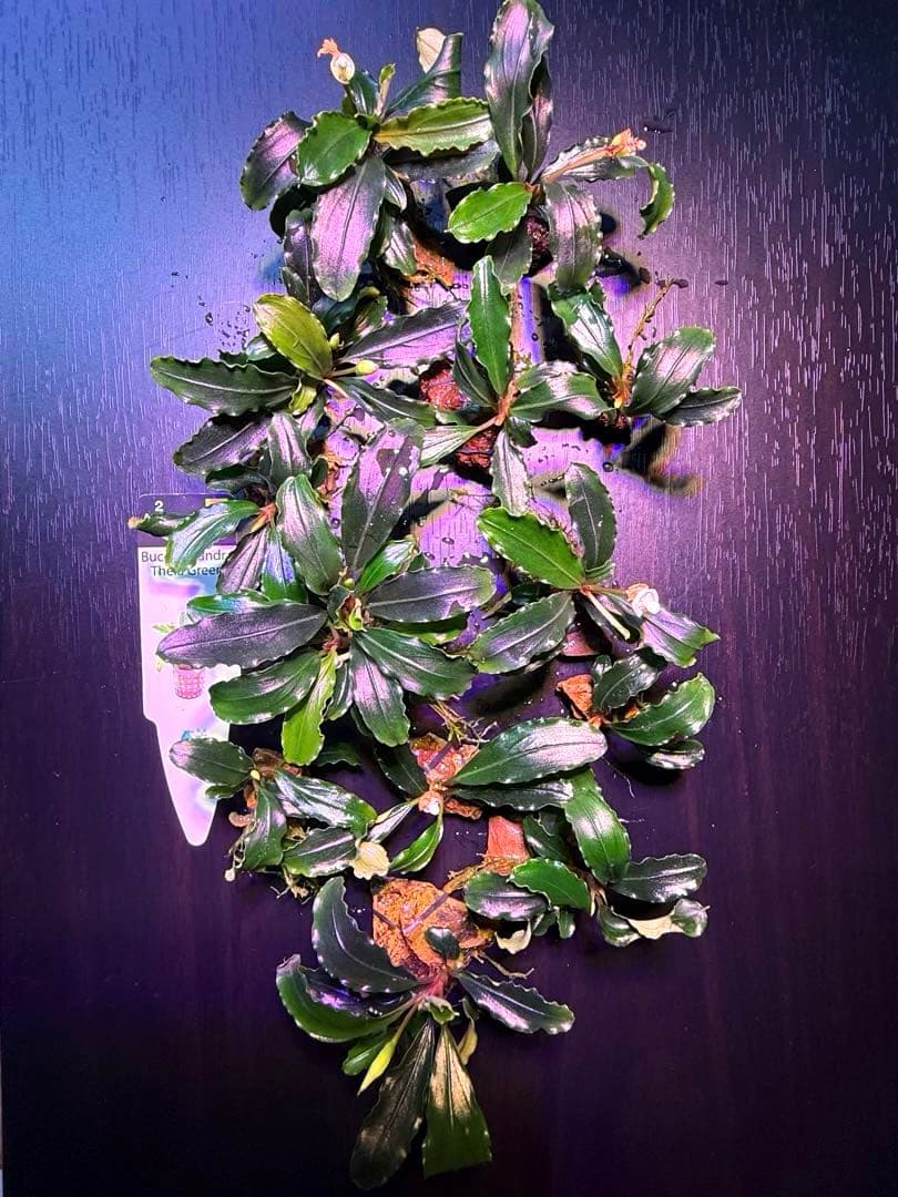 ※専用セット　ブセファランドラ【ティアグリーン】