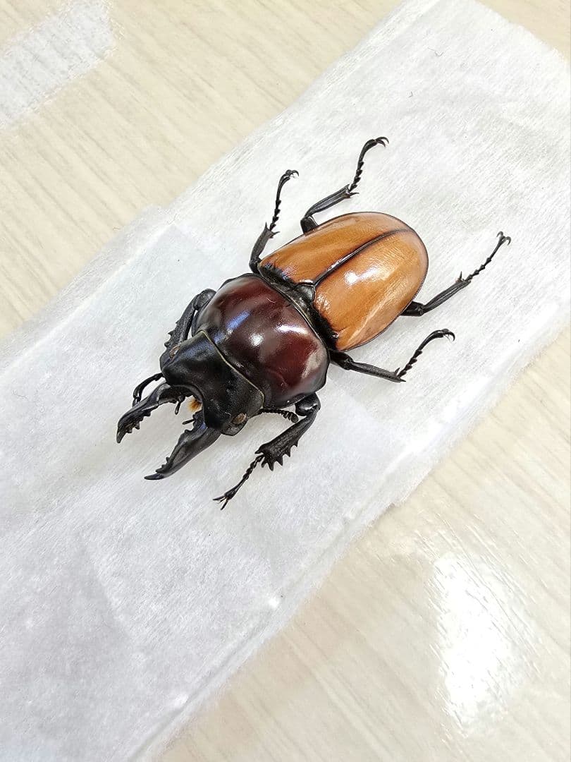 バオンゴクマルバネクワガタ標本