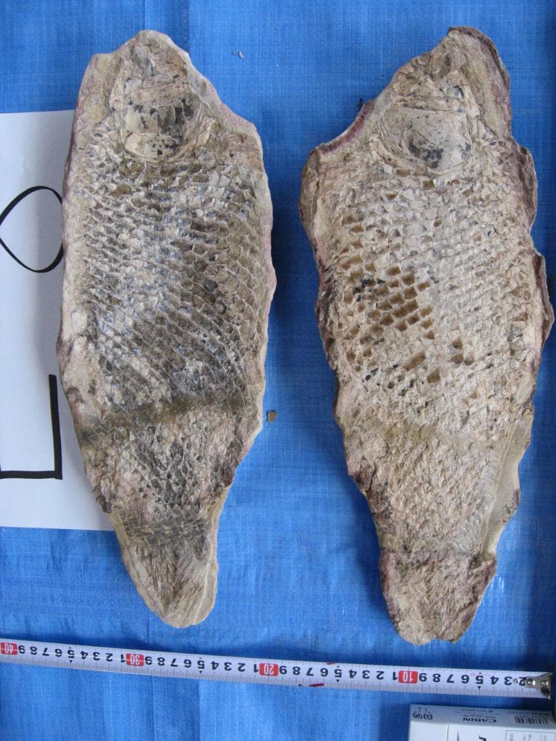 コレクション E-8