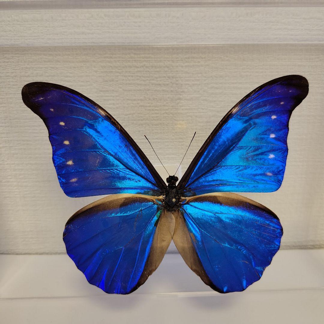 蝶の標本　ジャングルを舞う宝石(珍A)