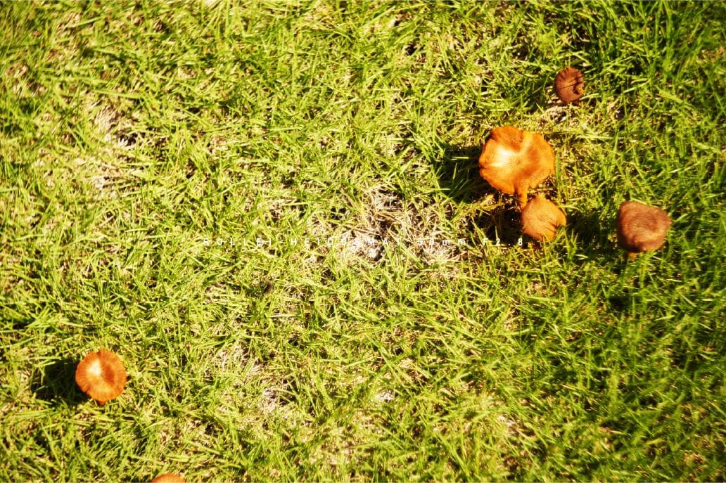 ROLLEI-HEIDOSMAT 50mm F2.8 ローライ M42マウント