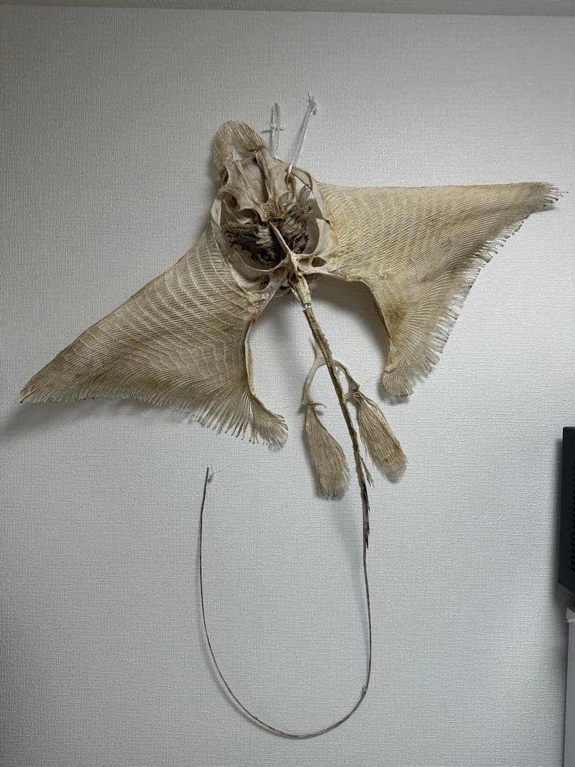 ナルトビエイ 全身骨格