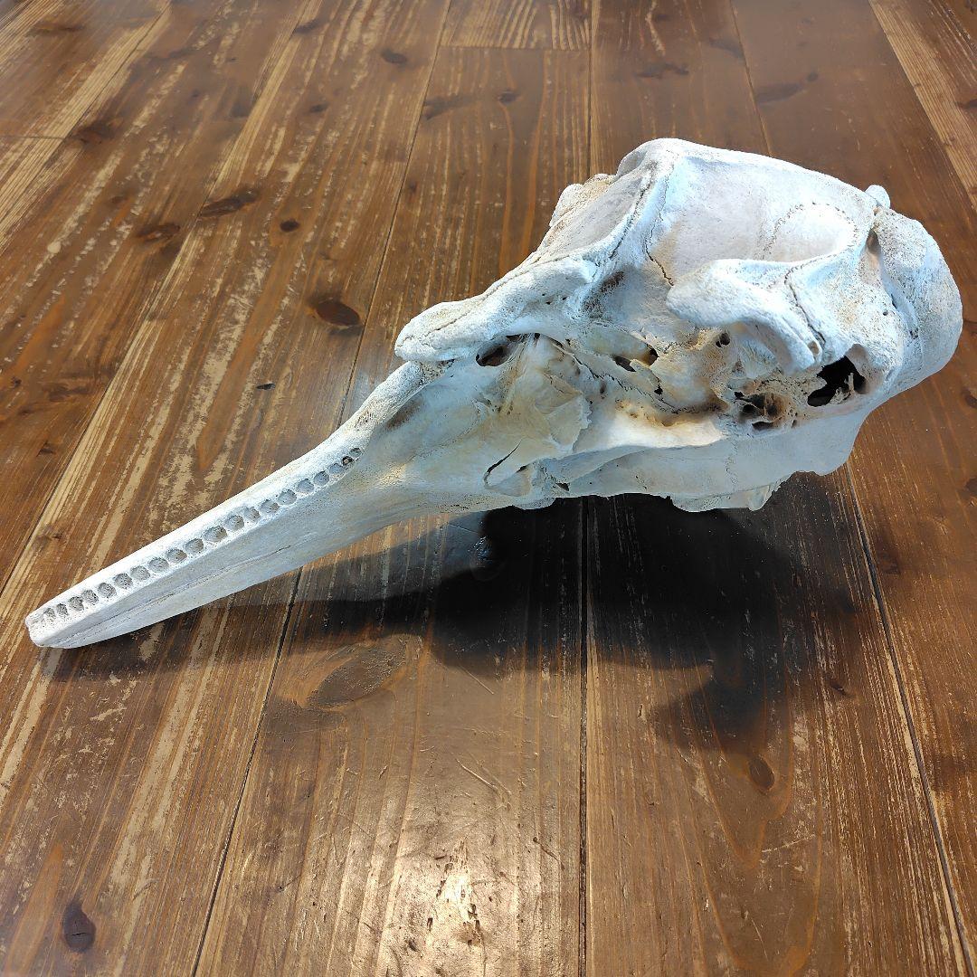 イルカの頭骨標本 52cm