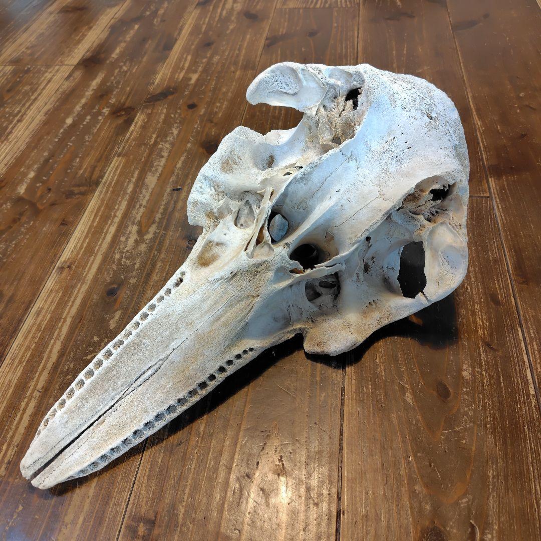 イルカの頭骨標本 52cm