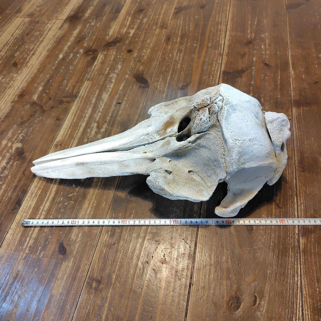 イルカの頭骨標本 52cm