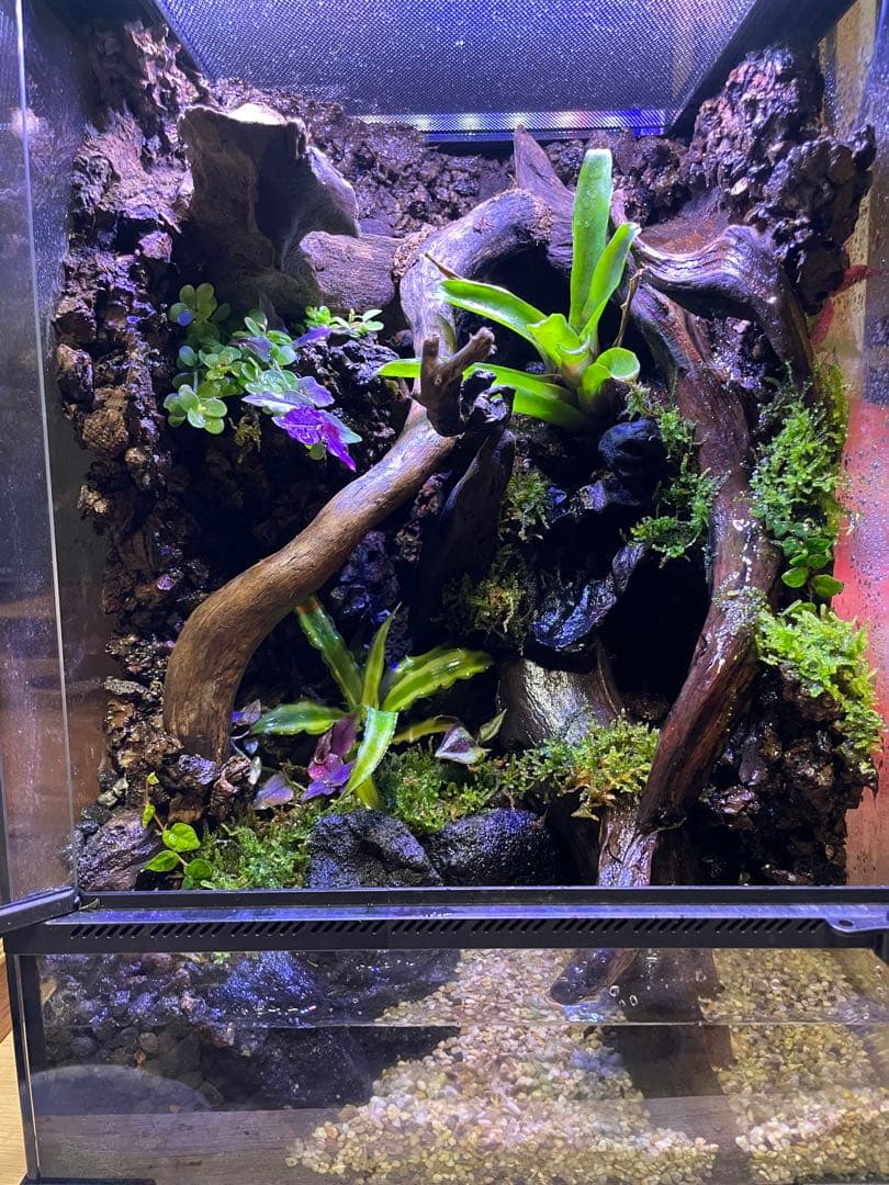 湧き水の流れるアクアテラリウム