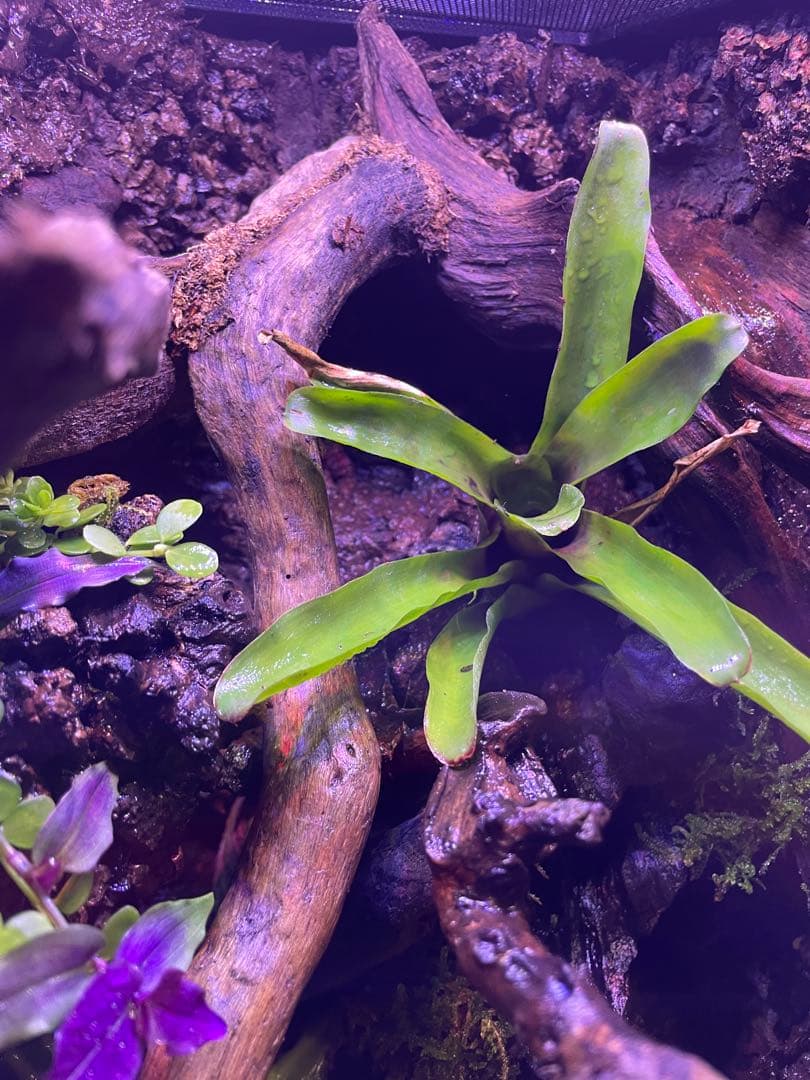 湧き水の流れるアクアテラリウム