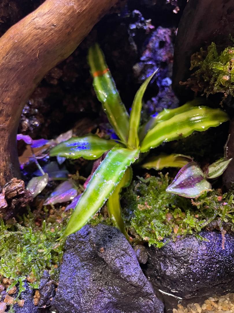 湧き水の流れるアクアテラリウム