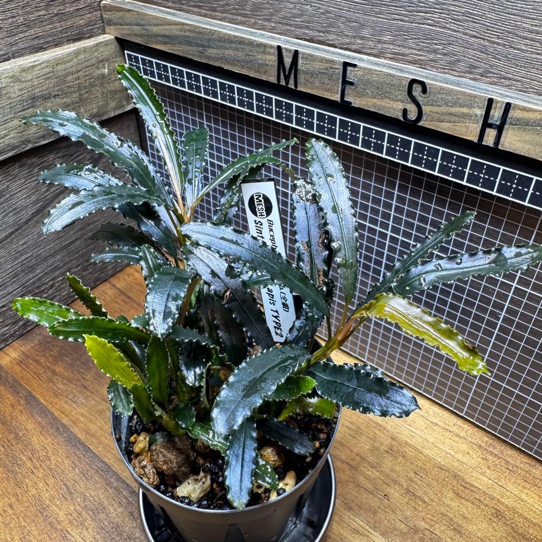 ブセファランドラsp.シンタン カユラピス TYPE2全銀 水上株1ポット［0］