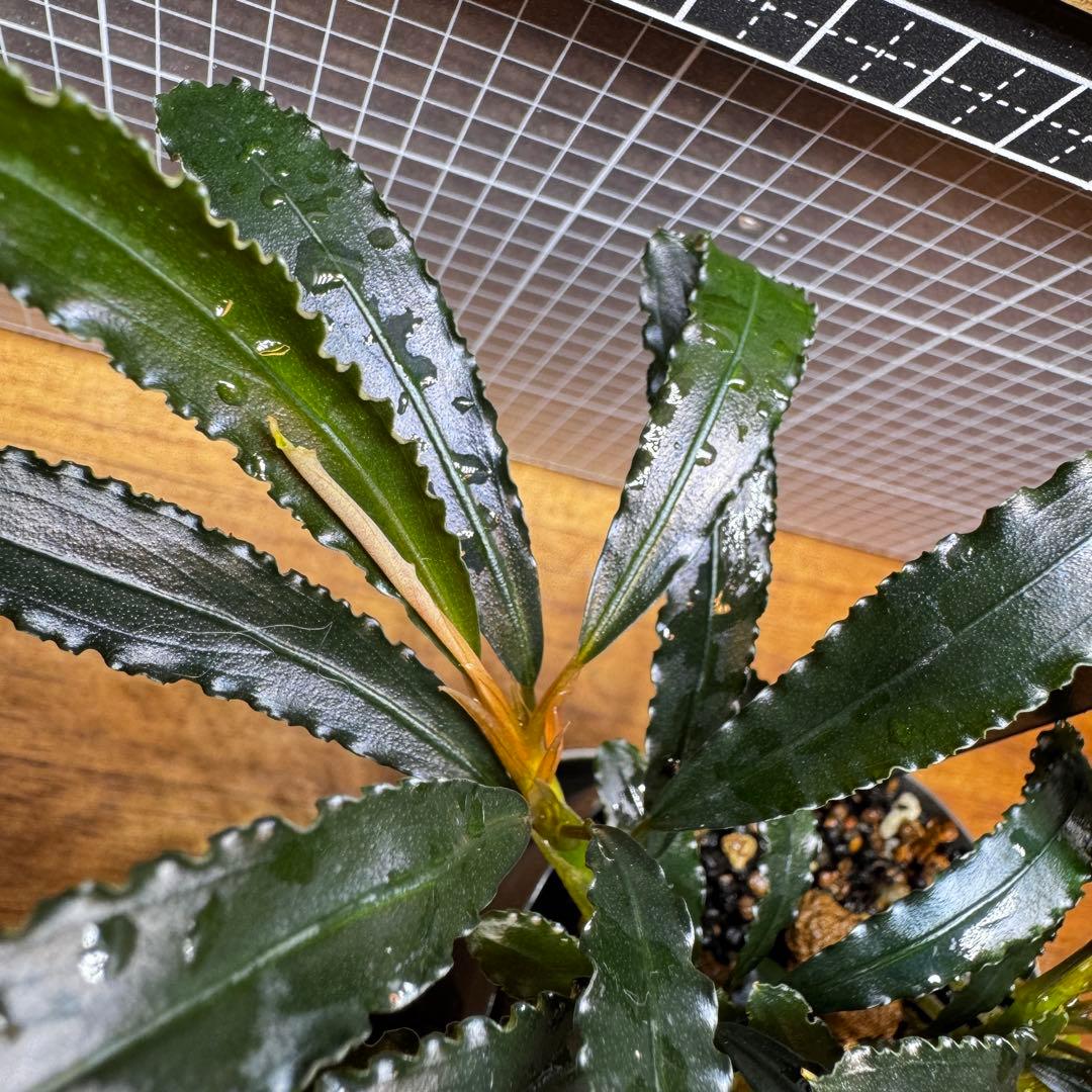 ブセファランドラsp.シンタン カユラピス TYPE2全銀 水上株1ポット［0］